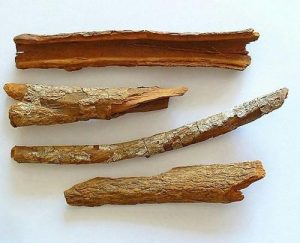 Cinchona bark - the source of quinine in tonic water